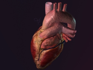 3D anatomical heart
